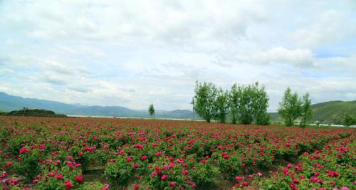 玫瑰花的种植与养护（从选址到施肥，打造美丽花园的秘诀）