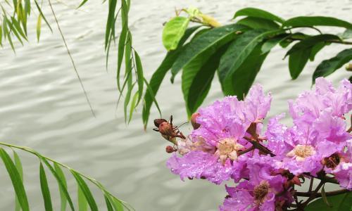 紫薇树开花时间及特点（一年四季，紫薇树的美妙变化与特征）