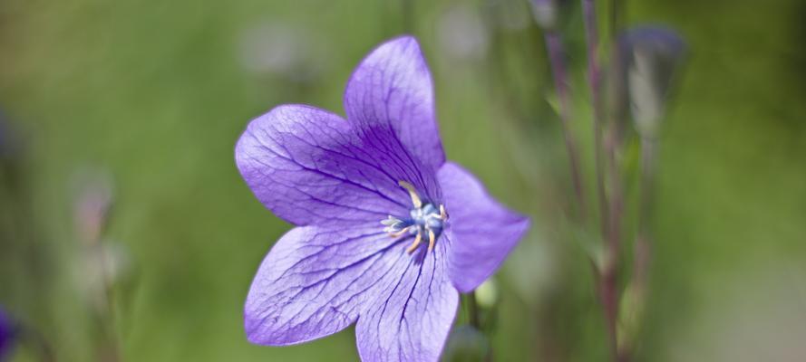 桔梗花花语，传递爱与美的心声（桔梗花语的深刻内涵与寓意）