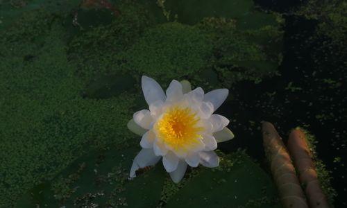 水莲花的养殖技巧（打造美丽水景花园，让水莲花与您同行）