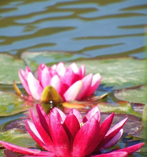 水莲花的养殖技巧（打造美丽水景花园，让水莲花与您同行）