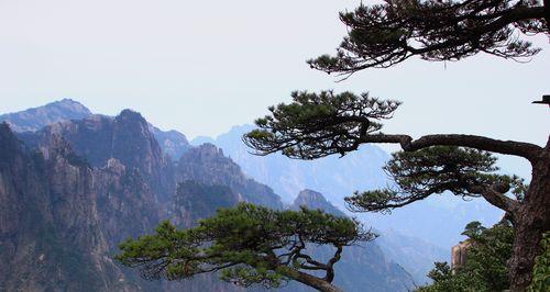 黑松树的种植与养护（打造林荫大道，从黑松树开始）