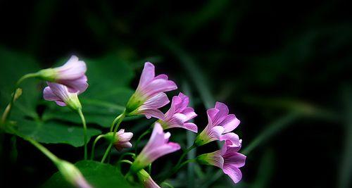 索玛花的花语之美（传递爱意的花朵--索玛花）