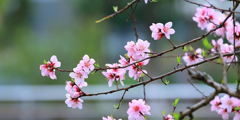 桃花的花语及象征意义（探寻桃花的内涵和美丽）