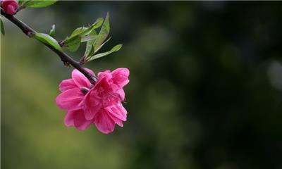 桃花的花语及象征意义（探寻桃花的内涵和美丽）