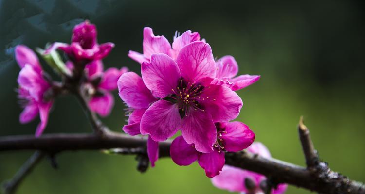 桃花的寓意和象征在古代代表什么（古代桃花文化的探索与解读）