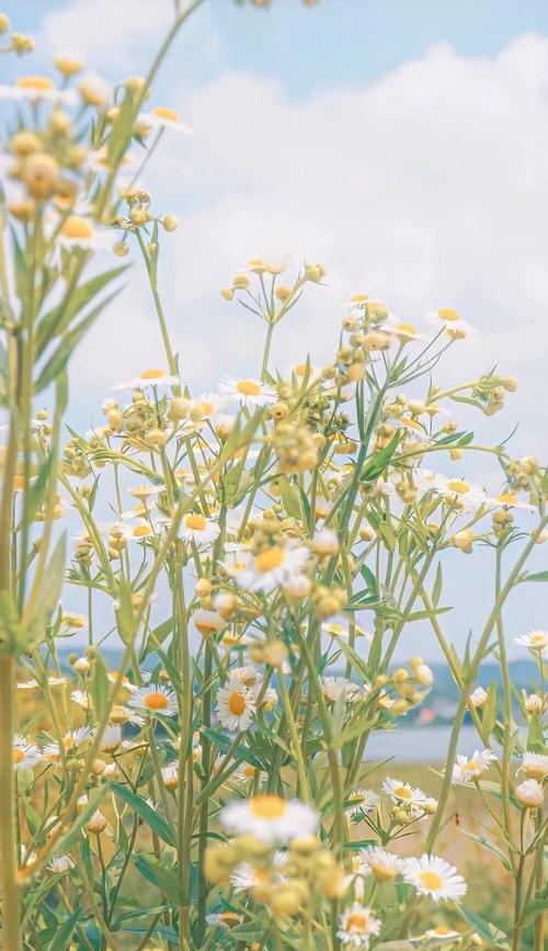 小雏菊的不吉利之谜（探究小雏菊不吉利的原因及其意义）