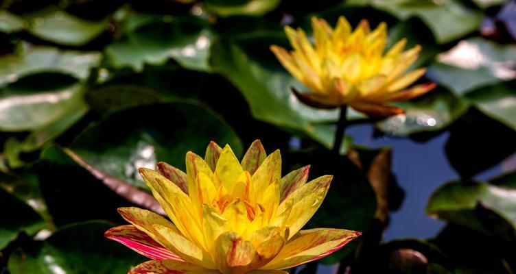 香槟睡莲的花语与美丽寓意（香槟睡莲——醉人的花朵在水中的舞蹈）