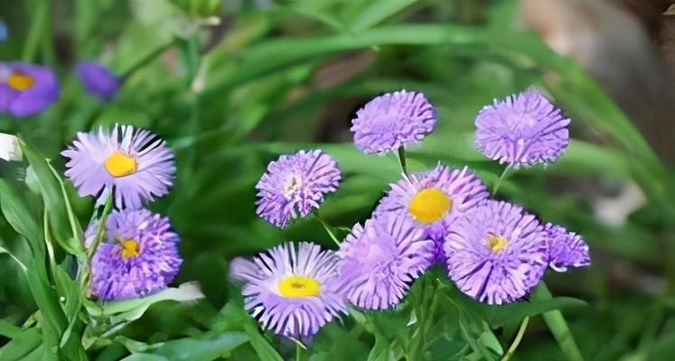 友谊之花（以花朵为媒介，感受友谊的真谛）