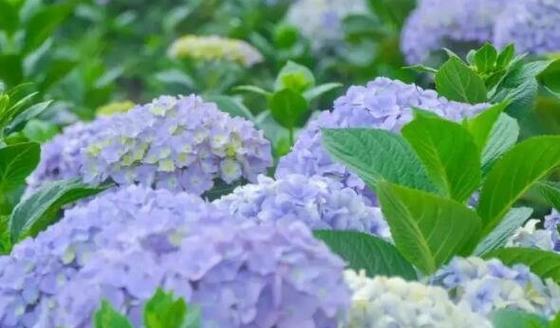 以象征友谊的花——向日葵（朝阳照耀下的友谊之花）