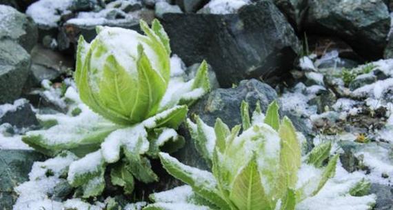 雪莲花（追逐内心的明灯，雪莲花花语）