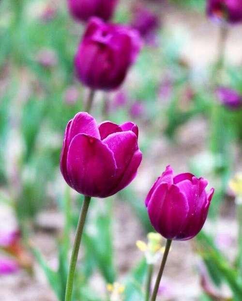 野生郁金香花语贞操（用花语传递纯洁和坚守的力量）