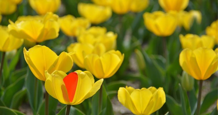 野生郁金香花语贞操（用花语传递纯洁和坚守的力量）