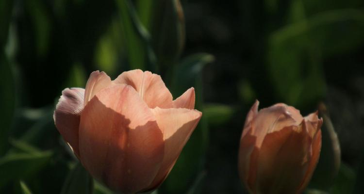 野生郁金香花语贞操（用花语传递纯洁和坚守的力量）