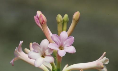 以夜来香花语的美丽与含义（探秘夜来香花的花语之谜）