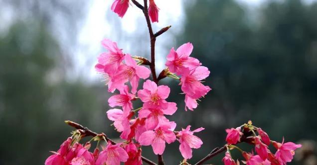 樱花之美（探寻樱花的花语与寓意，感受春天的温暖）