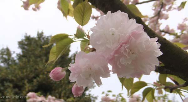 樱花花语（樱花）