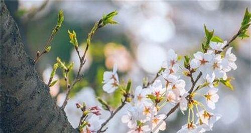 樱花花语（樱花）