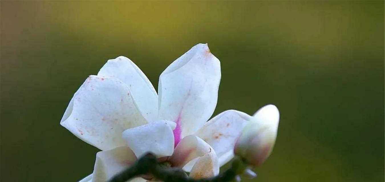 玉兰花之美——花语与传说（探寻玉兰花的花语和神秘传说）