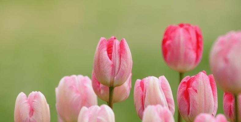 郁金香花的寓意与象征意义（揭示郁金香花的美丽之谜）