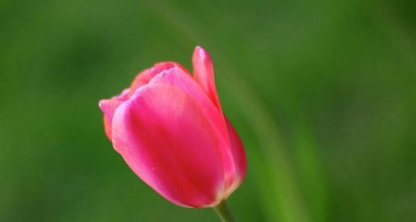 郁金香花语的意义与象征（揭示郁金香花语背后的深意）