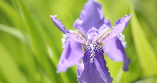 鸢尾草花语的意义及传承（探寻鸢尾草的花语之美）