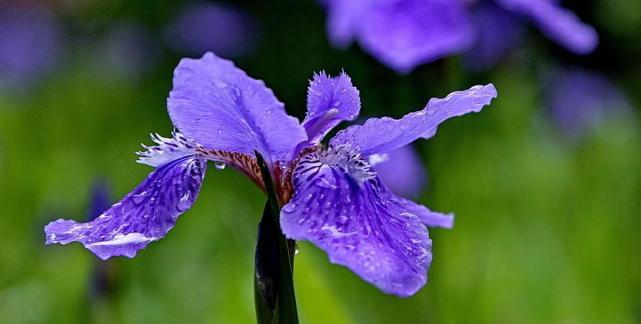 鸢尾草花语的意义及传承（探寻鸢尾草的花语之美）