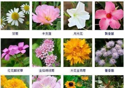 月光花，寄托爱与思念（花开如月，绽放真情）