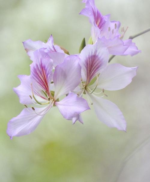 宫粉紫荆花的花语及其寓意（宫粉紫荆花的美丽与祝福）