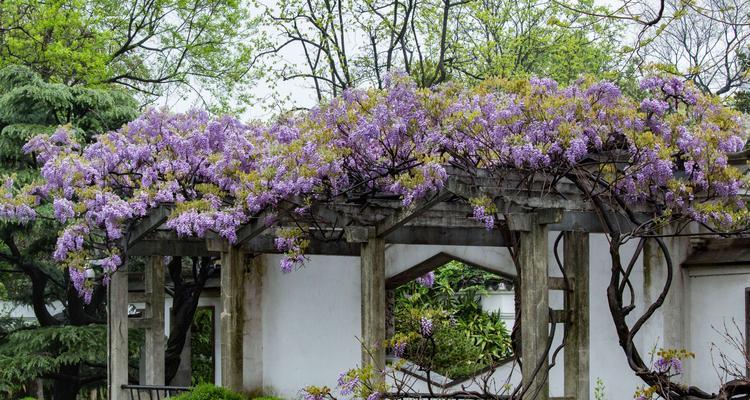 紫藤花（探寻紫藤花的花语之谜及其神秘传说）