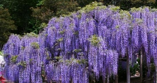 紫藤花的花语与寓意（揭开紫藤花神秘的花语世界）