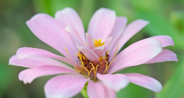 紫菀花语之花开如诗——花语与寓意（探寻紫菀花的花语，掌握生活的寓意）