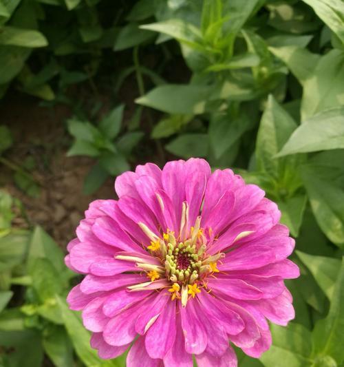 百日草的花语与寓意（探秘百日草的花语，传递爱与希望的信息）