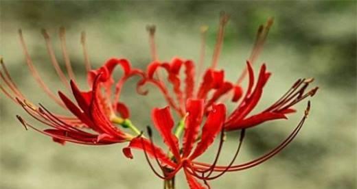 彼岸花的花语与含义（解读彼岸花的神秘符号与象征）