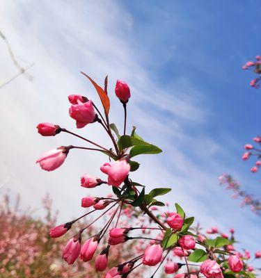 垂丝海棠，花开人间（探寻垂丝海棠的花语之美）