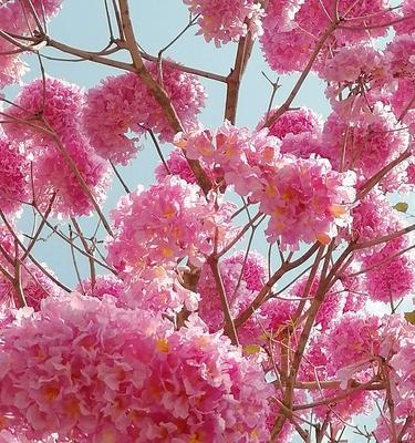 红花风铃木的花语及意义解读（揭开红花风铃木的神秘面纱，了解其独特的花语之美）