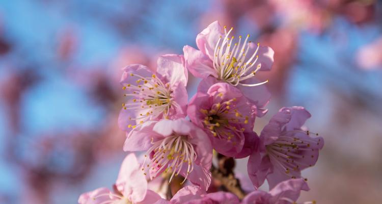 红叶樱花的花语与寓意（探索红叶樱花背后的美丽诗意）