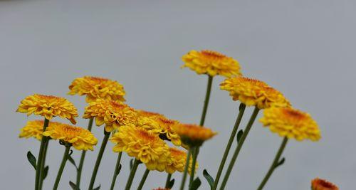 黄菊花的花语（传递温暖与希望的花海）