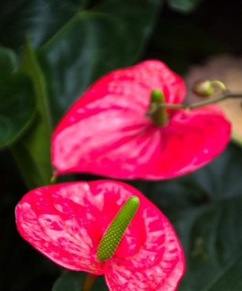 火鹤花语（燃烧生命的奇迹——火鹤花语的含义与象征）