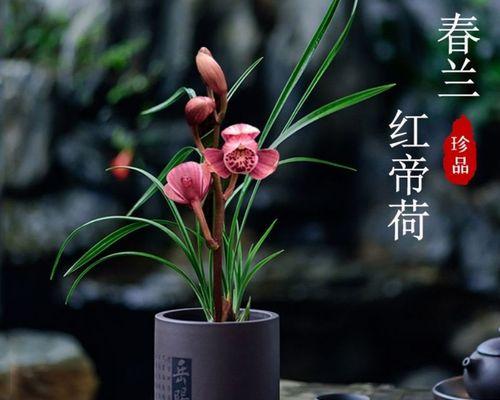 兰花怎么种植方法（有关兰花栽培技术与管理）