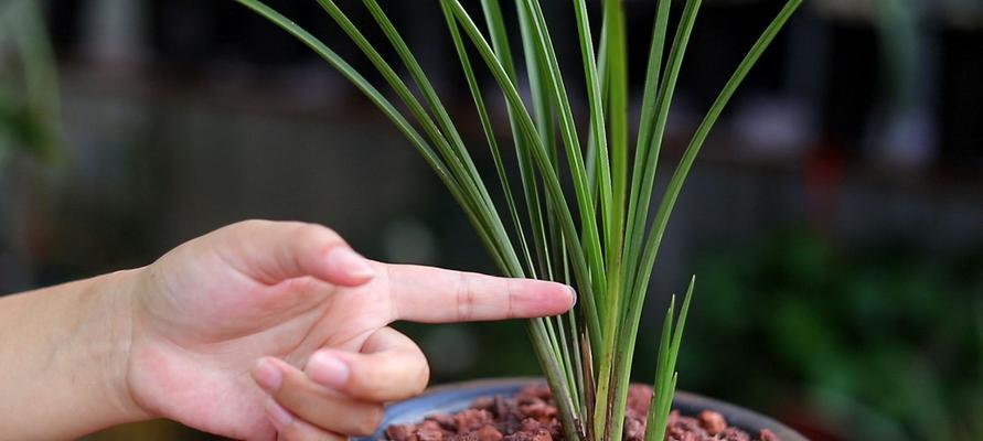 兰花怎么种植方法（有关兰花栽培技术与管理）