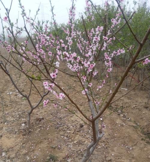 种植桃树需要注意什么（了解桃树的种植技术）