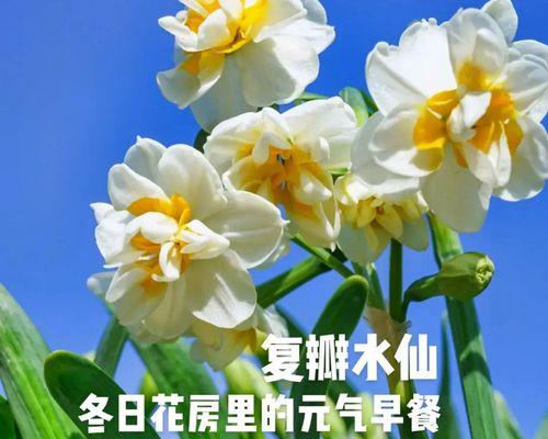 冬季开花植物大全及图片（关于冬季花卉大全及名称）