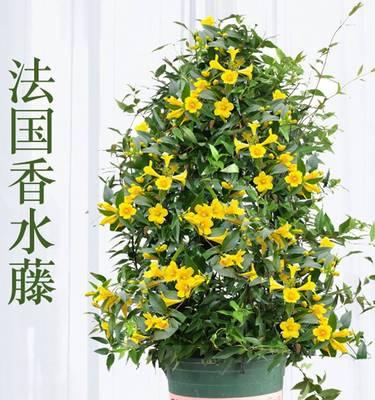 冬季开花植物大全及图片（关于冬季花卉大全及名称）