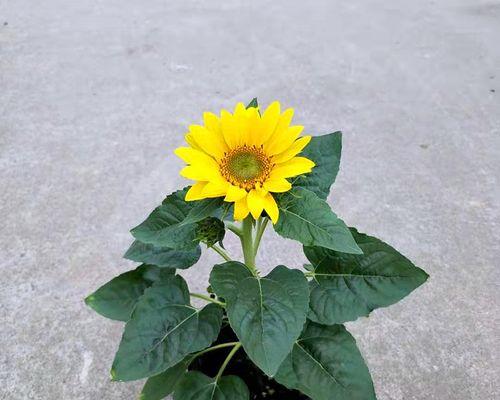 向日葵花怎么养（向日葵的正确养法讲解）