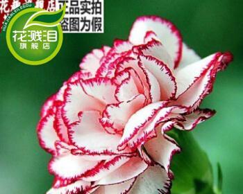 康乃馨花怎么养（康乃馨盆栽的养殖方法）