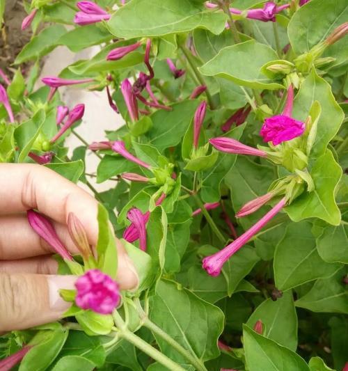 紫茉莉种子种植方法（从选购到育苗，教你如何成功种植紫茉莉）