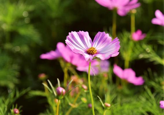 格桑花一年开几次（格桑花开花季节）