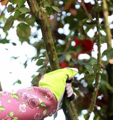 如何种植玫瑰花（从选购到养护，教你轻松栽培玫瑰花）