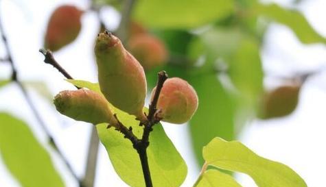 腊梅花种子什么季节种（腊梅的种子种植方法）